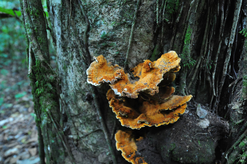 Pousada Do Parque Chapada dos Guimarães Exteriör bild